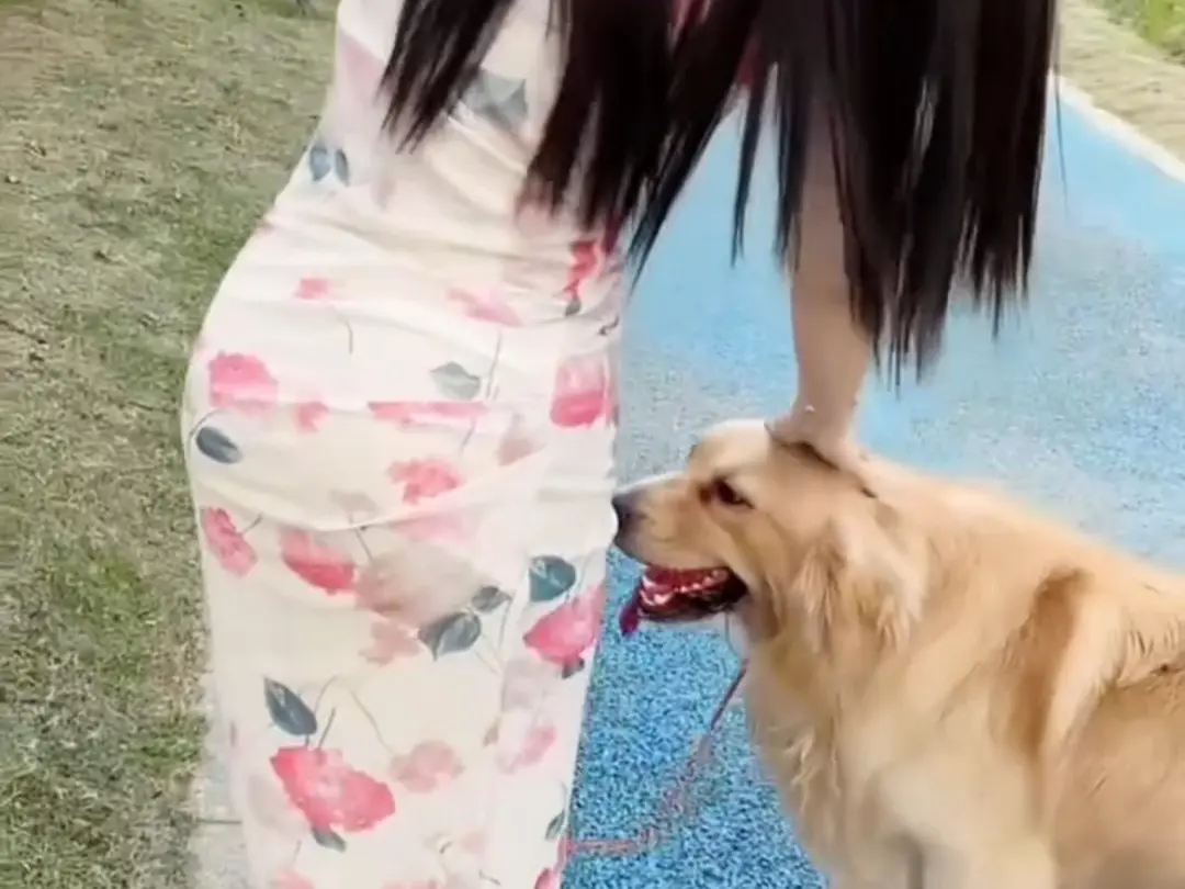 《抖音香香公主与爱犬金毛科普视频》全集资源：百度网盘/夸克网盘高清无删减版《抖音香香公主与爱犬金毛科普视频》免费下载